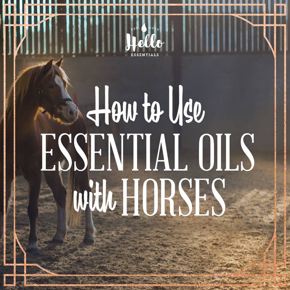 Video How To Start Using Essential Oils For Your Horses The Horseaholic