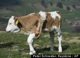 Switzerland Six-Legged Calf