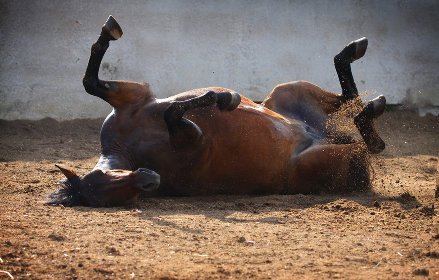 muddy horse