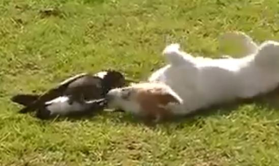 So Cute Video Of Dog And Bird Playing The Horseaholic So Cute Video Of Dog And Bird Playing The Horseaholic