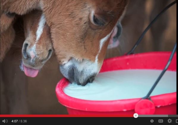 I couldn't believe this is what happens to nurse mare foals...shocking -  The Horseaholic