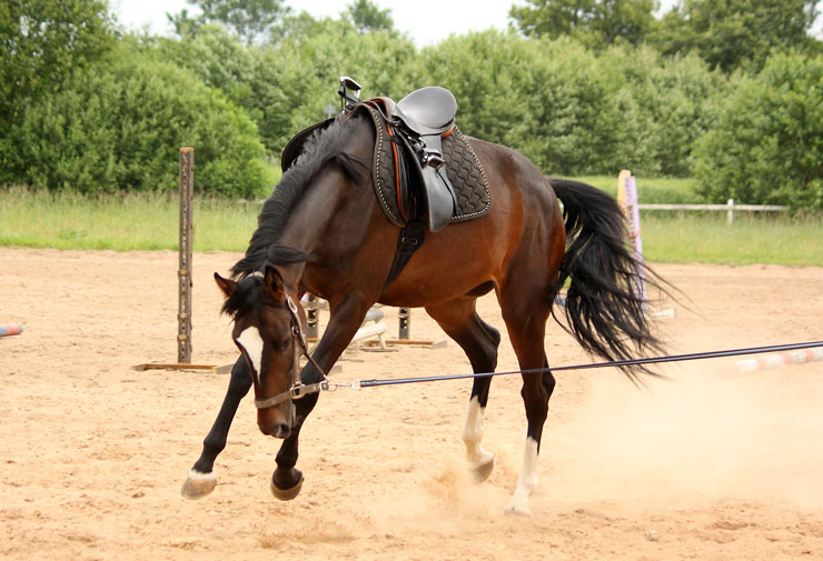 10 Must Have's For Training Young Horses - The Horseaholic