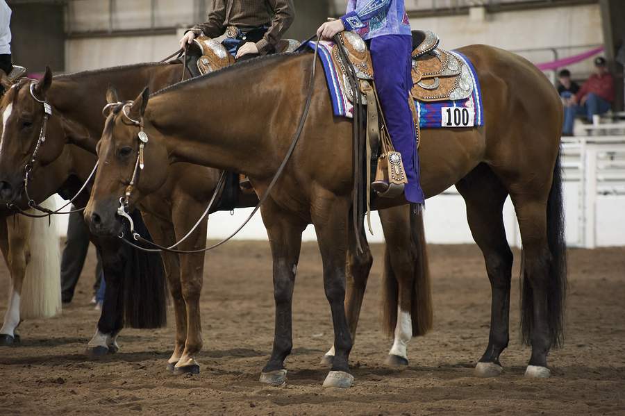 Mark Your Calendars For AQHA's Top Show Circuits In 2016! The Horseaholic