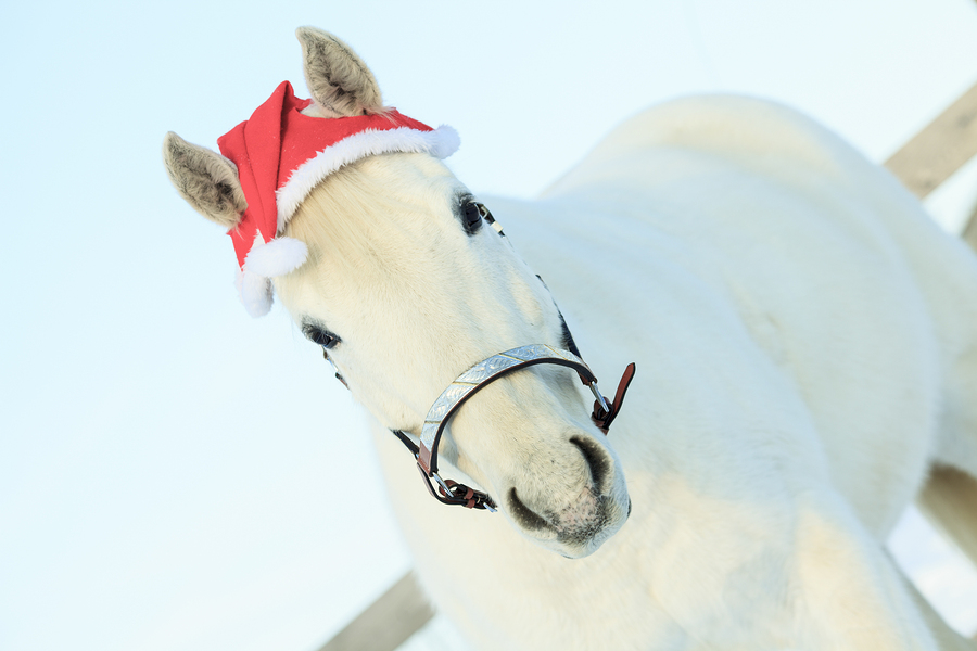 horse with santa hat Christmas