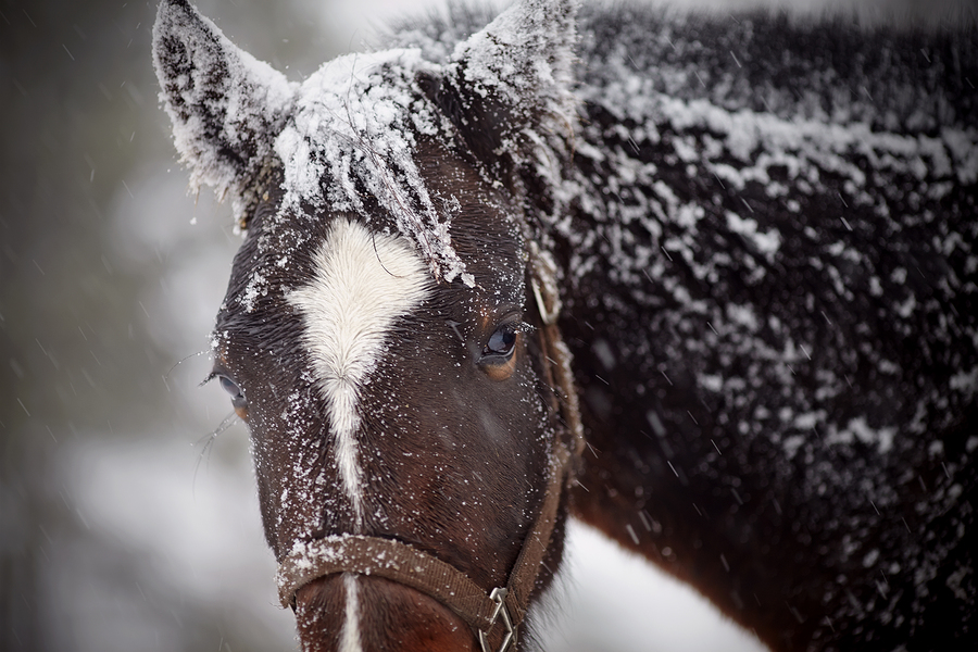 Making Sure Your Horse Has Water During Severe Winter Storms – The Horse