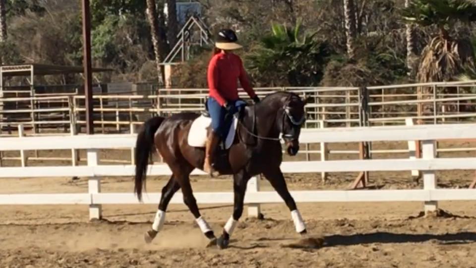 February 2016. Look at the bum! He's soft to the connection and wanting to lift his back. Notice how much more neck he's developed. 