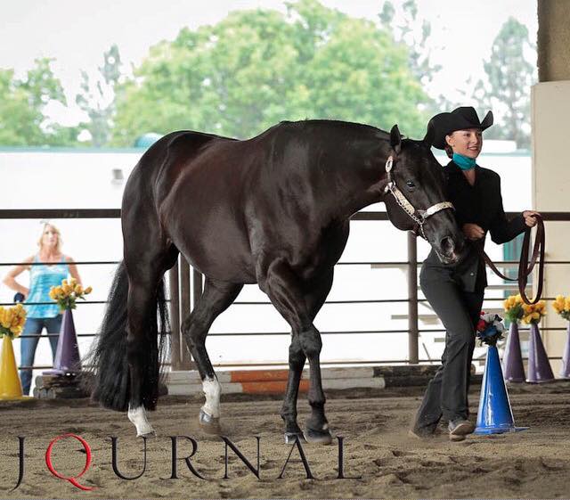 aqha showmanship outfits