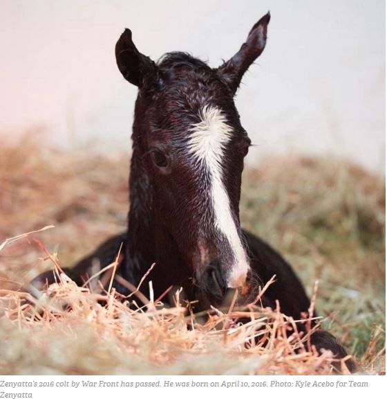 1 1 1 1 1 1 zenyatta foal dies