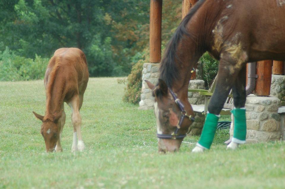 Touchstone Farm