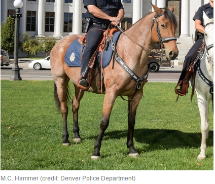 http://denver.cbslocal.com/2017/01/09/denver-officer-punished-after-unattended-patrol-horse-dies/