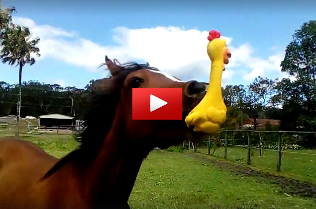 Horse store squeaky chicken