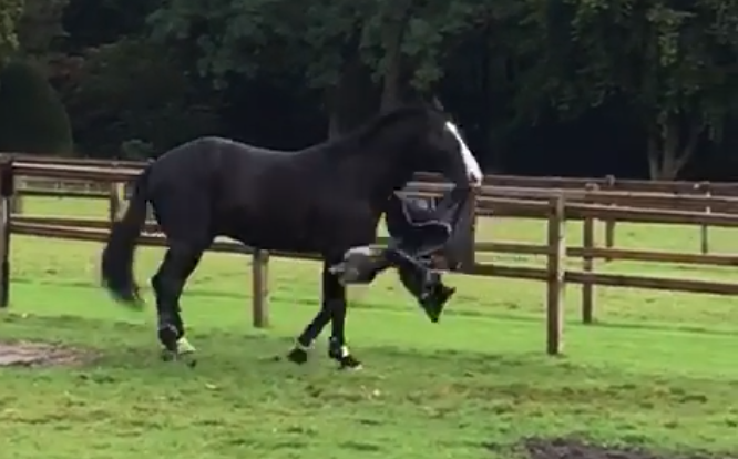 Funny Video - Horse Finds A Better Use For His Winter Blanket - The  Horseaholic