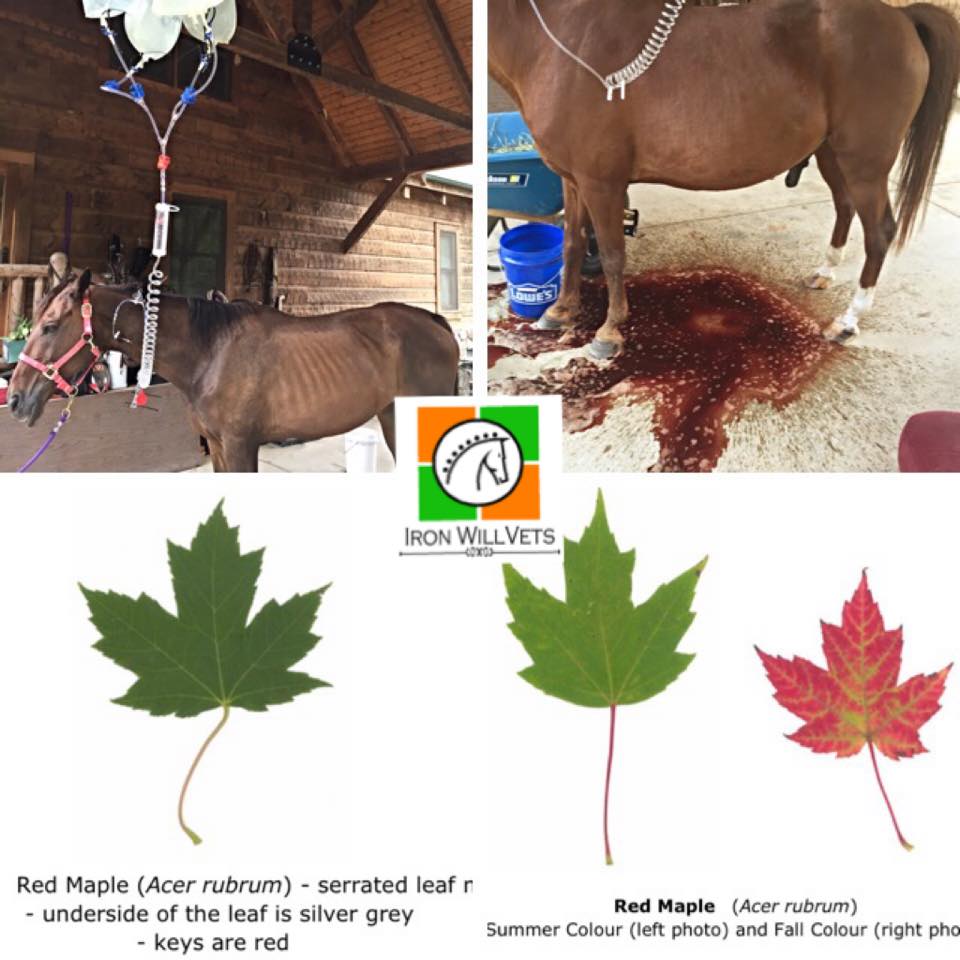 red maple leaf toxicicity horses