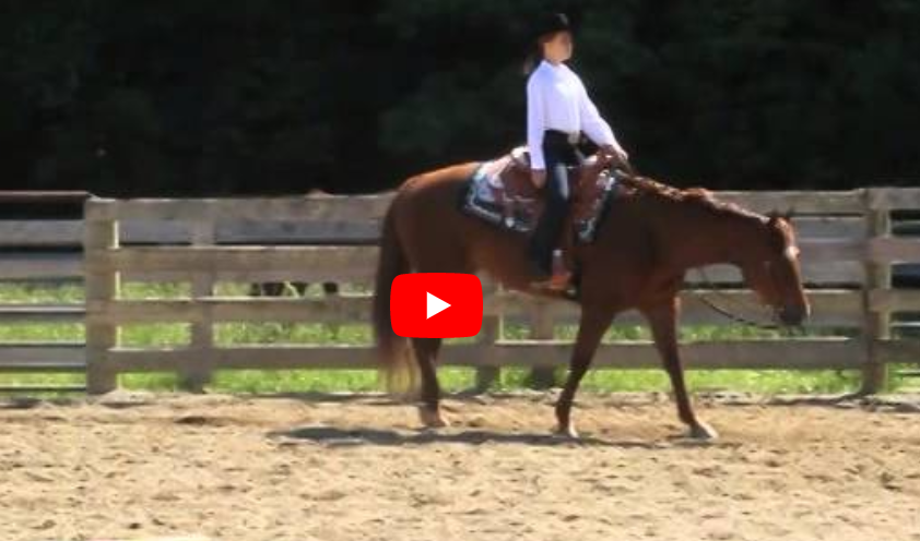 english pleasure aqha