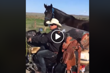 Watch This Horse On A Redneck Horse Trailer – Not Safe!!! – The Horseaholic