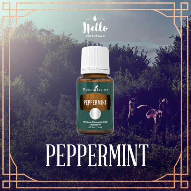 Essential Oils For Horses & The People Who Love Them! The Horseaholic